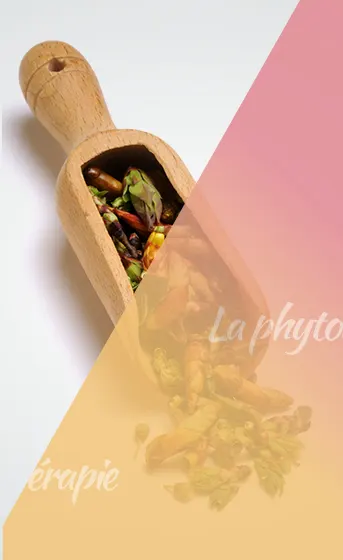 La-phytotherapie